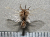 Chaliopsis junodi